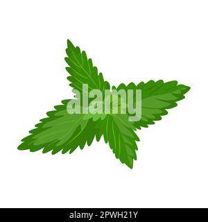 Mint herb and leaves vector illustration. Spicy herbal plants, parsley, rosemary, coriander, oregano, mint on white background Stock Vector