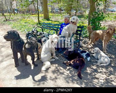 Professional dog walker taking a break with his crew on a bench on a warm spring day in Prospect Park, Brooklyn, New York. Stock Photo