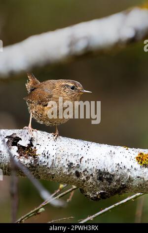 Pacific wren (Troglodytes pacificus) perched on alder branch, Queets Rainforest, Olympic National Park, Washington, USA Stock Photo