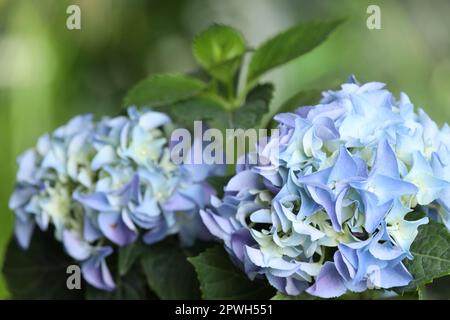 Beautiful hortensia plant with light blue flowers outdoors,  closeup Stock Photo