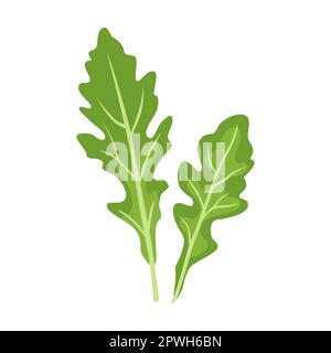 Herb and leaves vector illustration. Spicy herbal plants, parsley, rosemary, coriander, oregano, mint on white background Stock Vector