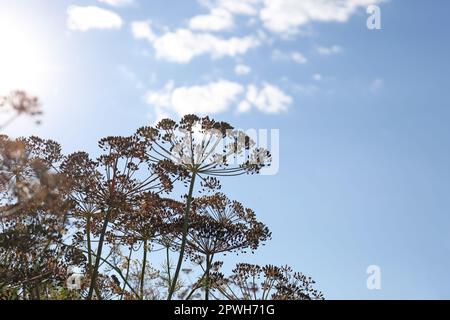 Dry dill flowers against blue sky, low angle view Stock Photo