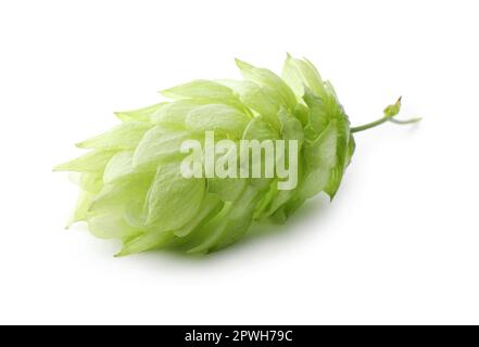 One fresh green hop isolated on white Stock Photo