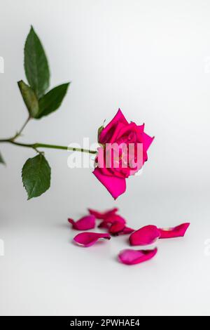 pink rose with fallen leaves on a white background. Stock Photo