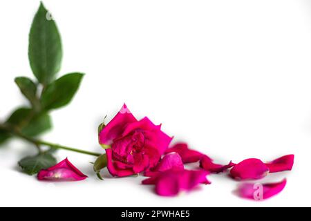 pink rose with fallen leaves on a white background. Stock Photo