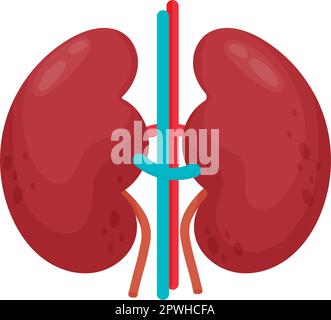 Pair of kidneys. Human organ. Vector illustration in flat cartoon style. Anatomy concept Stock Vector