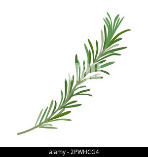 Rosemary herb and leaves vector illustration. Spicy herbal plants, parsley, rosemary, coriander, oregano, mint on white background Stock Vector