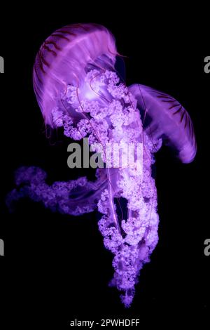 Jellyfish The South American sea nettle (Chrysaora plocamia) isolated on black background. Stock Photo