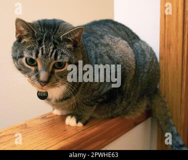 My cat, Hemi Stock Photo