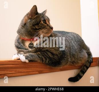 My cat, Hemi Stock Photo