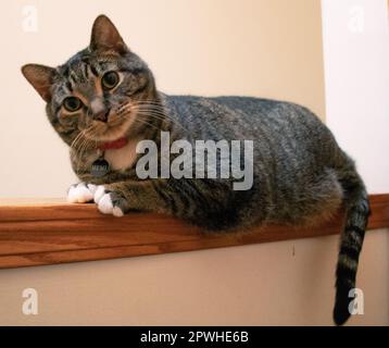 My cat, Hemi Stock Photo