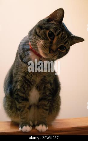 My cat, Hemi Stock Photo