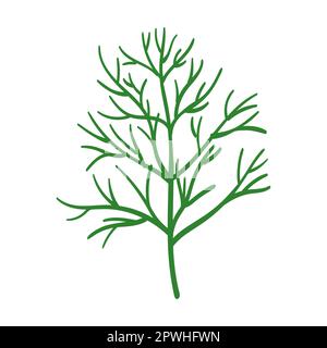 Dill herb and leaves vector illustration. Spicy herbal plants, parsley, rosemary, coriander, oregano, mint on white background Stock Vector