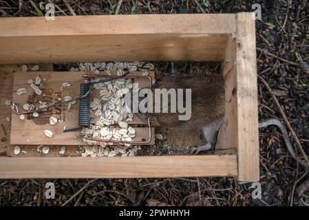 Brown rat (Rattus norvegicus) in a beating trap, Bavaria, Germany Stock Photo