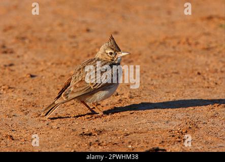 Crested Lark (Galerida cristata riggenbachi) adult, standing on sandy ground, near Essaouira, Morocco Stock Photo