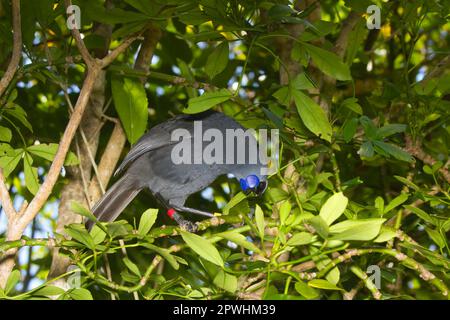North Island Kokako (Callaeas cinerea wilsoni) adult, wearing leg rings, feeding on leaves, Tiritiri Matangi Island, Hauraki Gulf, North Island, New