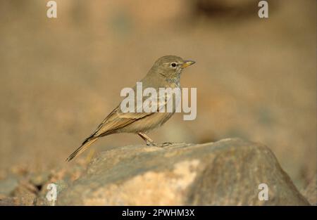 Rock Lark, Rock Lark, Songbirds, Animals, Birds, Larks, Desert Lark (Ammomanes deserti) Perched on rock, Sinai, Egypt Stock Photo