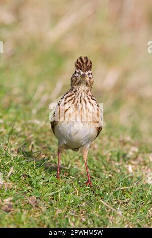 Skylark (Alauda arvensis) adult male, with crest raised, standing on grass in field, Suffolk, England, United Kingdom Stock Photo