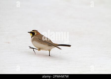 Horned lark (Eremophila alpestris) adult male, breeding plumage, walking on snow, Morocco Stock Photo