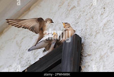 Eurasian eurasian crag martin (Ptyonoprogne rupestris), adult, in flight, feeding young sitting on the shutter of the house, Cannobina Valley Stock Photo