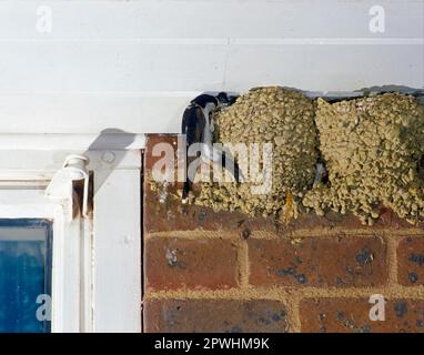House common house martin (Delichon urbica) adult, feeding young in nest, nesting on a building, England, Great Britain Stock Photo