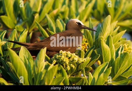 White-headed Noddy, white capped noddy (Anous minutus), White-headed Noddy, White-capped Noddy, Tern, Animals, Birds, Black Noddy perched in tree Stock Photo