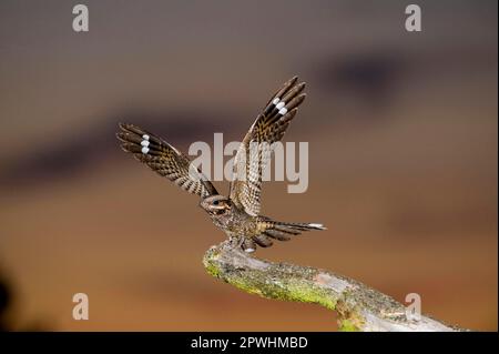 Eurasian european nightjar (Caprimulgus europaeus) adult male, with wings outstretched, standing on a song pole on heath at dusk, North Norfolk Stock Photo