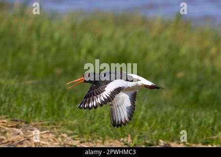 Eurasian eurasian oystercatcher (Haematopus ostralegus) adult in flight, calling Stock Photo