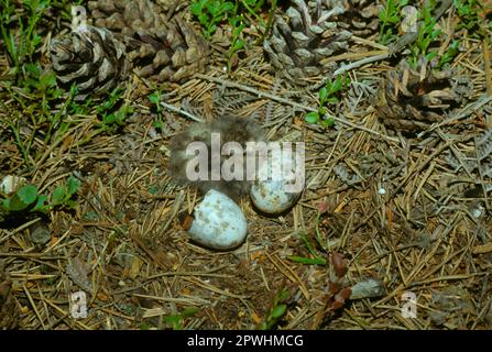 Nightjar, european nightjar (Caprimulgus europaeus), Nightjars, Animals, Birds, European Nightjar Nest with chick and egg, eggshell (S) Stock Photo