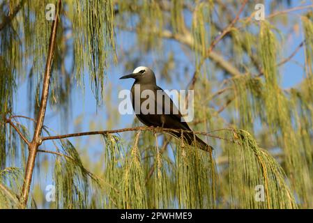 Black Noddy (Anous minutus) adult, perched on branch, Queensland, Australia Stock Photo