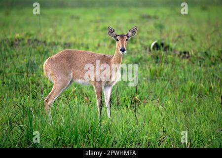 Southern Reedbuck (Redunca arundinum), Common Reedbuck, adult female, Saint Lucia Estuary, Isimangaliso Wetland Park, Kwazulu Natal, South Africa Stock Photo