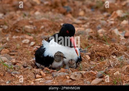 Eurasian eurasian oystercatcher (Haematopus ostralegus) adult with two day-old chicks, sitting at the nest in ploughed Breckland, Norfolk, England Stock Photo