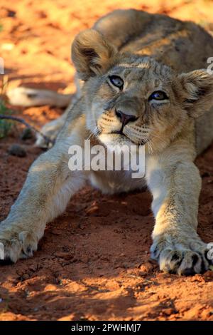 Lion (Panthera leo), young four months old Portrait, Tswalu Game Reserve, Kalahari, Northern Cape, South Africa Stock Photo