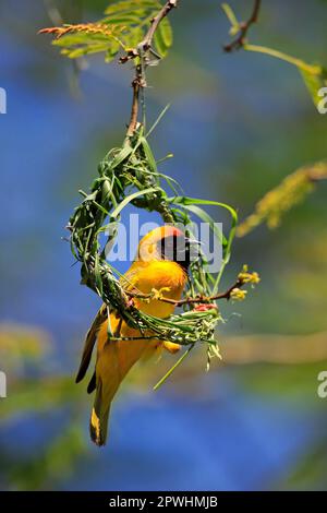 Southern masked weaver (Ploceus velatus), adult male building a nest, Tswalu Game Reserve, Kalahari, Northern Cape, South Africa Stock Photo