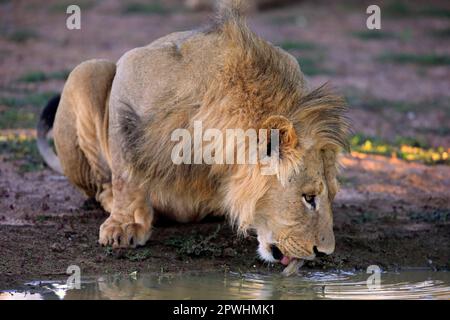 Lion (Panthera leo), male five years old drinking at water, Tswalu Game Reserve, Kalahari, Northern Cape, South Africa Stock Photo