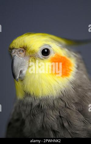 Cockatiel Male Wild coloured Stock Photo Alamy