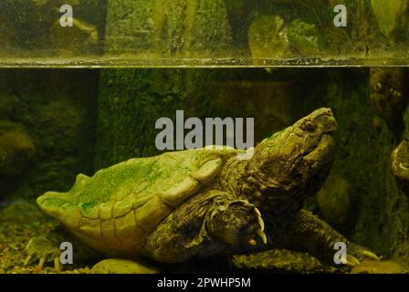 Alligator snapping turtle Stock Photo