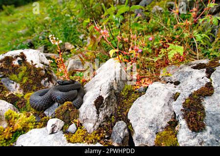 Alpine viper in habitat Stock Photo - Alamy