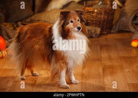 Sheltie, male, sable-white, 12 years old Stock Photo