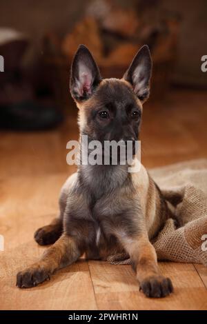 Malinois, puppy, 3 months Stock Photo