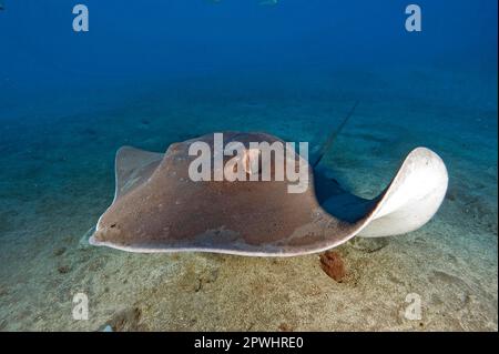 Atlantic Stingray, Canary Islands, Spain, Europe, Atlantic (Dasyatis sabina) Stock Photo