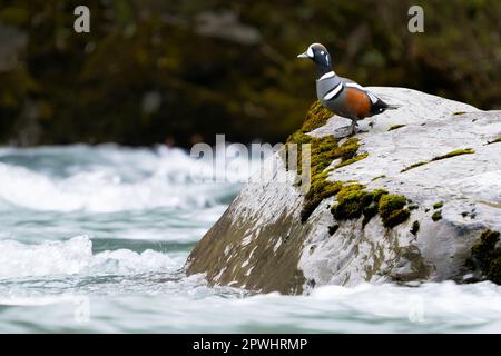 Male harlequin duck (Histrionicus histrionicus) standing on rock in Queets River, Olympic National Park, Washington, Pacific Northwest, USA Stock Photo