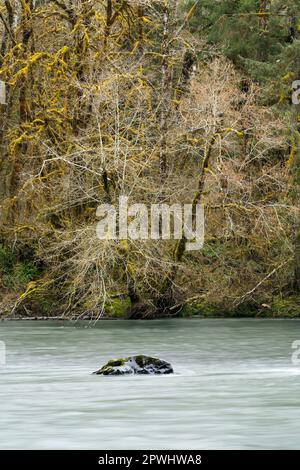 Old-growth forest overhanging the Queets River, Olympic National Park, Washington, USA Stock Photo