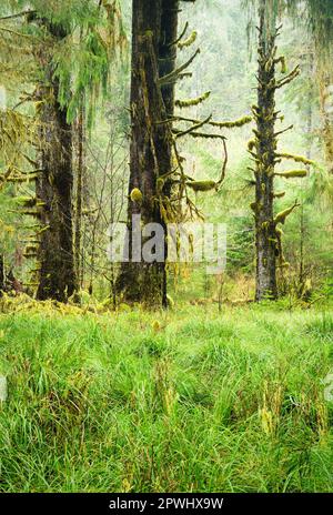 Open grassy park and sitka spruce in Queets Rainforest, Olympic National Park, Washington, USA Stock Photo