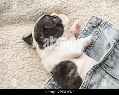 French Bulldog lying on the windowsill Stock Photo - Alamy