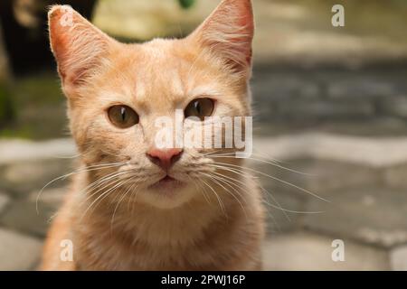 Close up of fat orange cat looking at camera while on walking. Selective focus image with blurry background Stock Photo