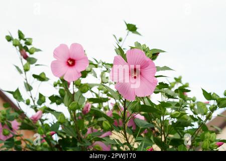 A large purple hibiscus flower on a floral background hibiscus moscheutos . Rose Mallow Stock Photo