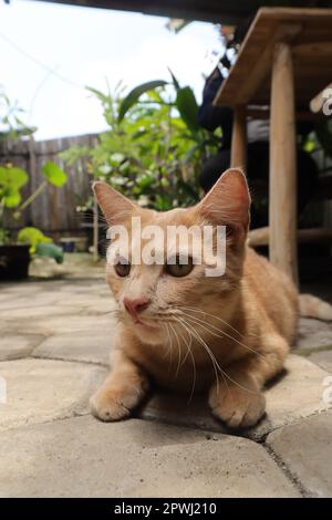 Close up of fat orange cat looking at camera while on walking in outdoor cafe Stock Photo