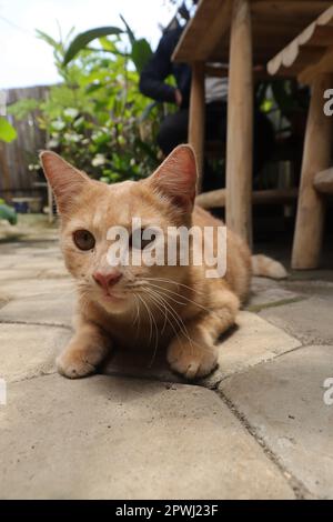 Close up of fat orange cat looking at camera while on walking in outdoor cafe Stock Photo