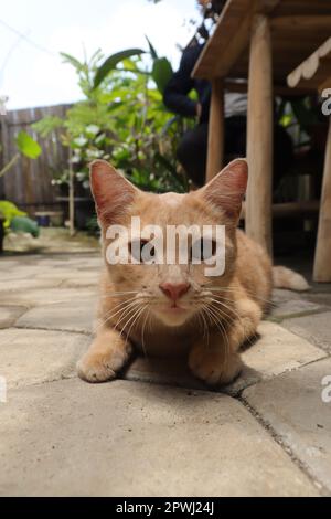 Close up of fat orange cat looking at camera while on walking in outdoor cafe Stock Photo